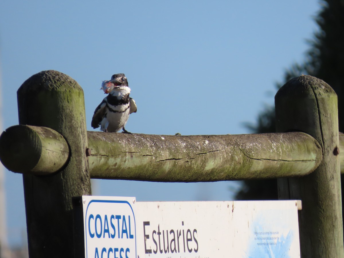 Pied Kingfisher - ML395263391