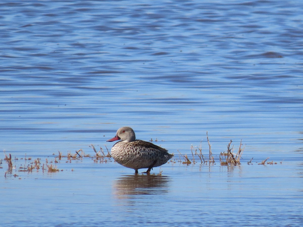 Cape Teal - ML395263671