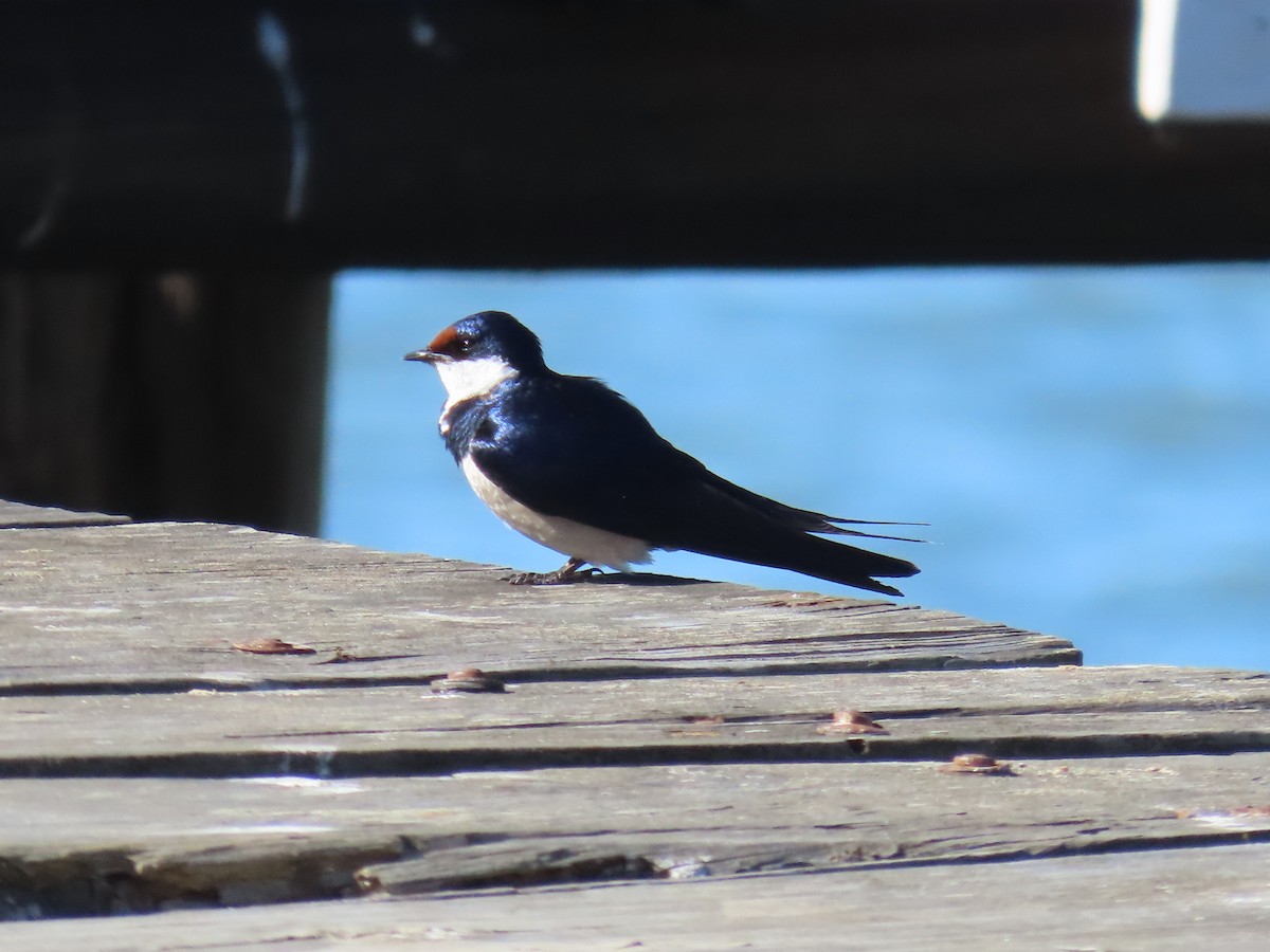 White-throated Swallow - ML395263821