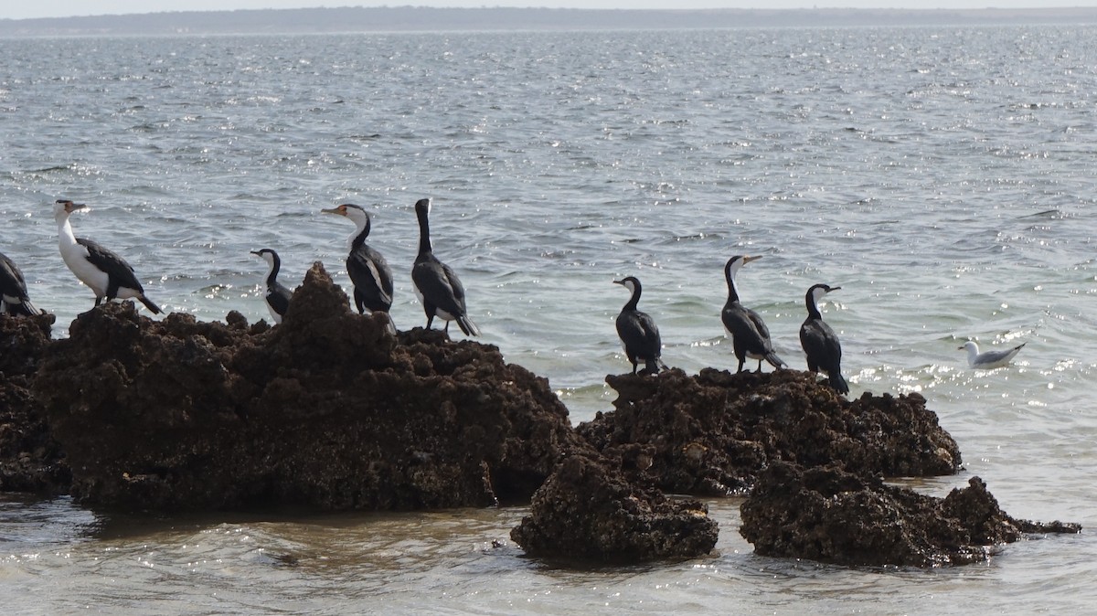 Pied Cormorant - ML395266391