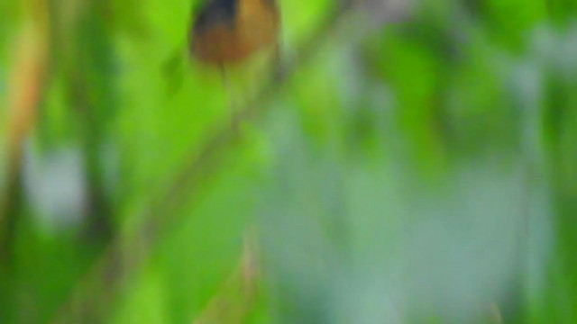 Snowy-browed Flycatcher - ML395266421