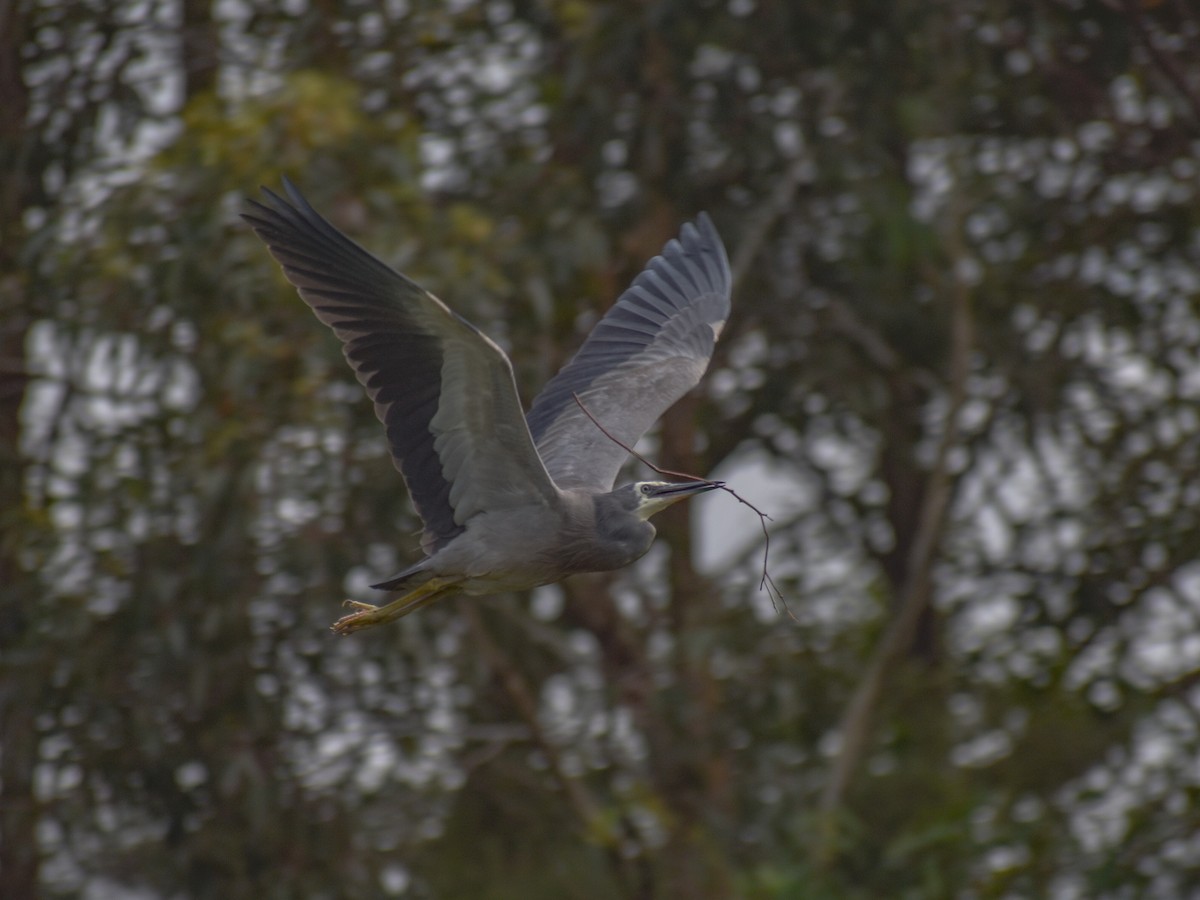 White-faced Heron - ML395266821