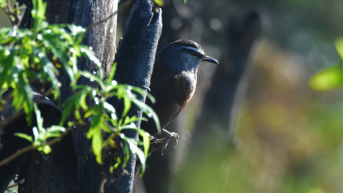Palani Laughingthrush - ML395269871
