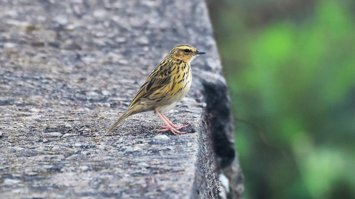 Nilgiri Pipit - ML395269881