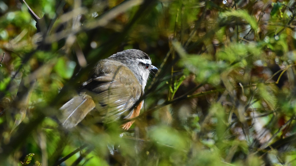 Palani Laughingthrush - ML395270281
