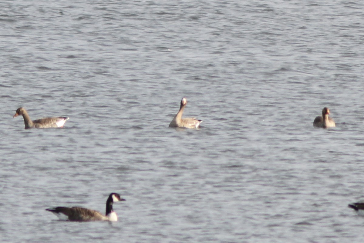 Greater White-fronted Goose - ML39527091