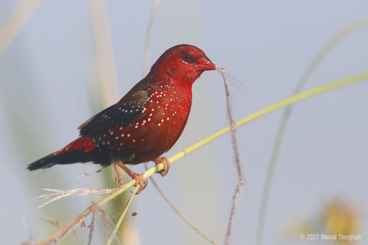 Red Avadavat - ML395271101