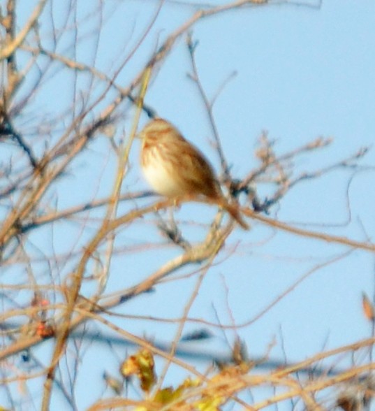 Song Sparrow - alan murray