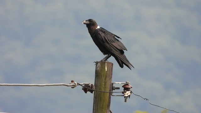 Corbeau à nuque blanche - ML395272241