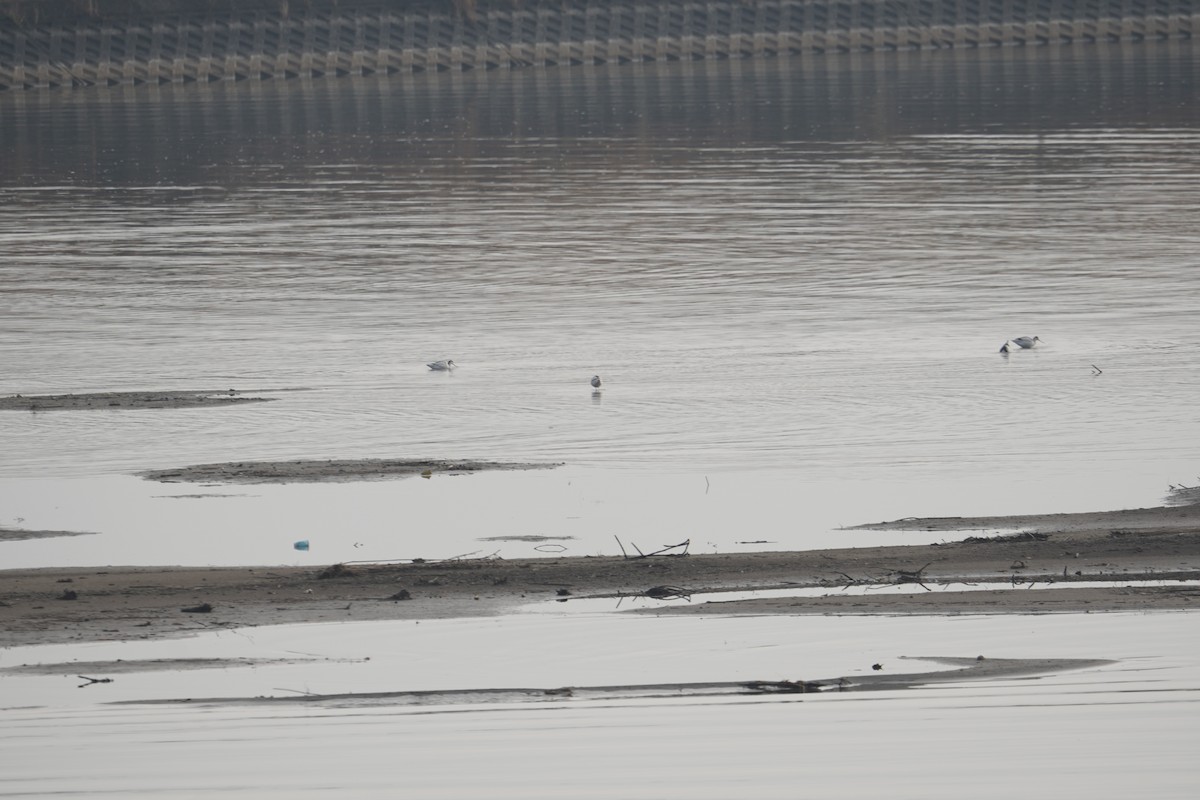 Avoceta Común - ML395273131