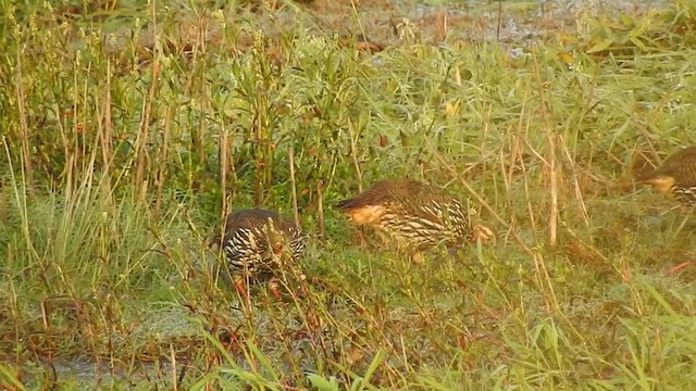 Francolin multiraie - ML395273401