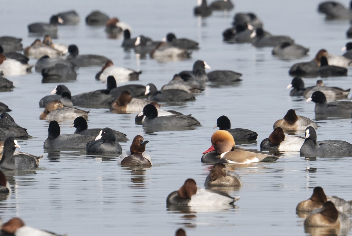 Red-crested Pochard - ML395273411