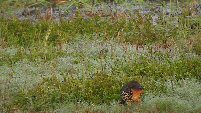 Swamp Francolin - ML395273571