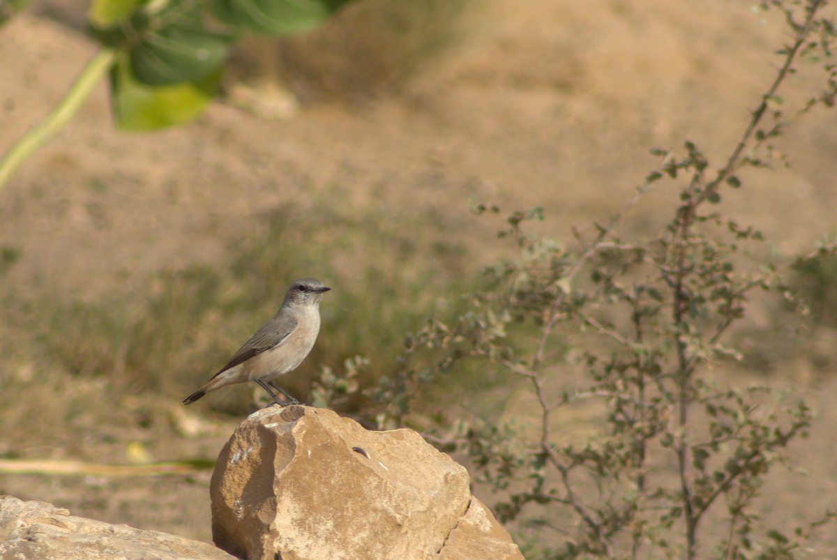 Persian Wheatear - ML395274211