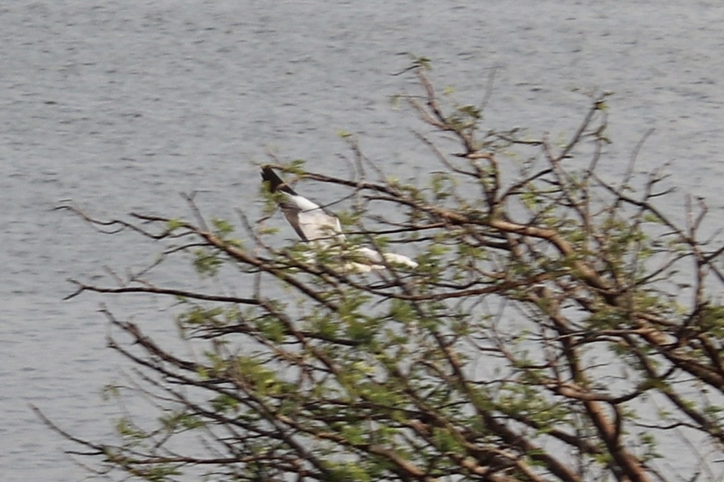 Brown-headed Gull - Praveen Chavan