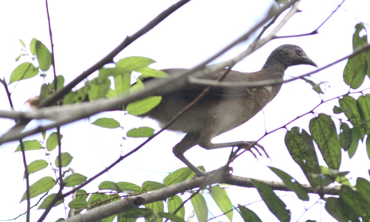 Chachalaca Cabecigrís - ML39527461