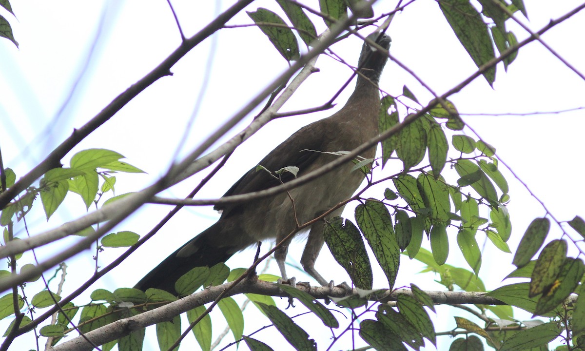 Chachalaca Cabecigrís - ML39527481