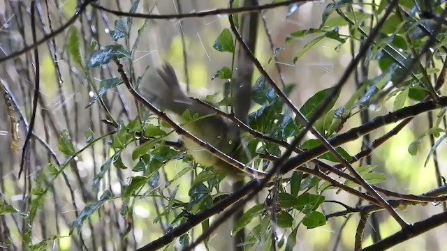 Southern Yellow White-eye - ML395275741