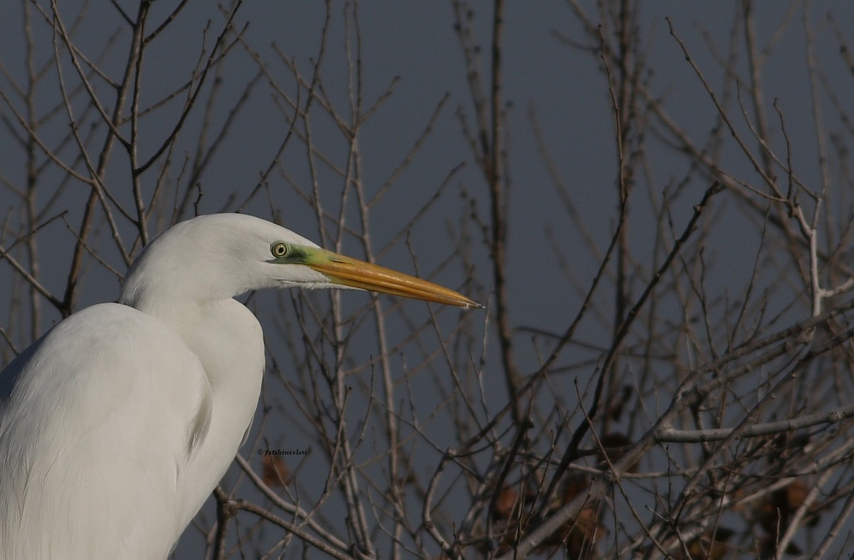 Great Egret - ML395276131