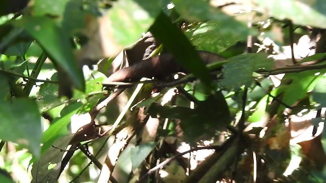 Abbott's Babbler - ML395276841