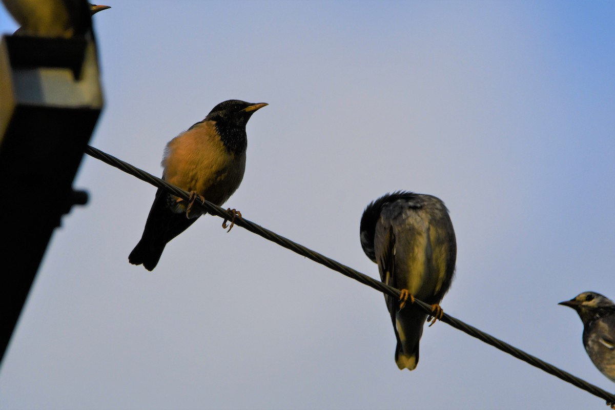 Rosy Starling - ML395279541