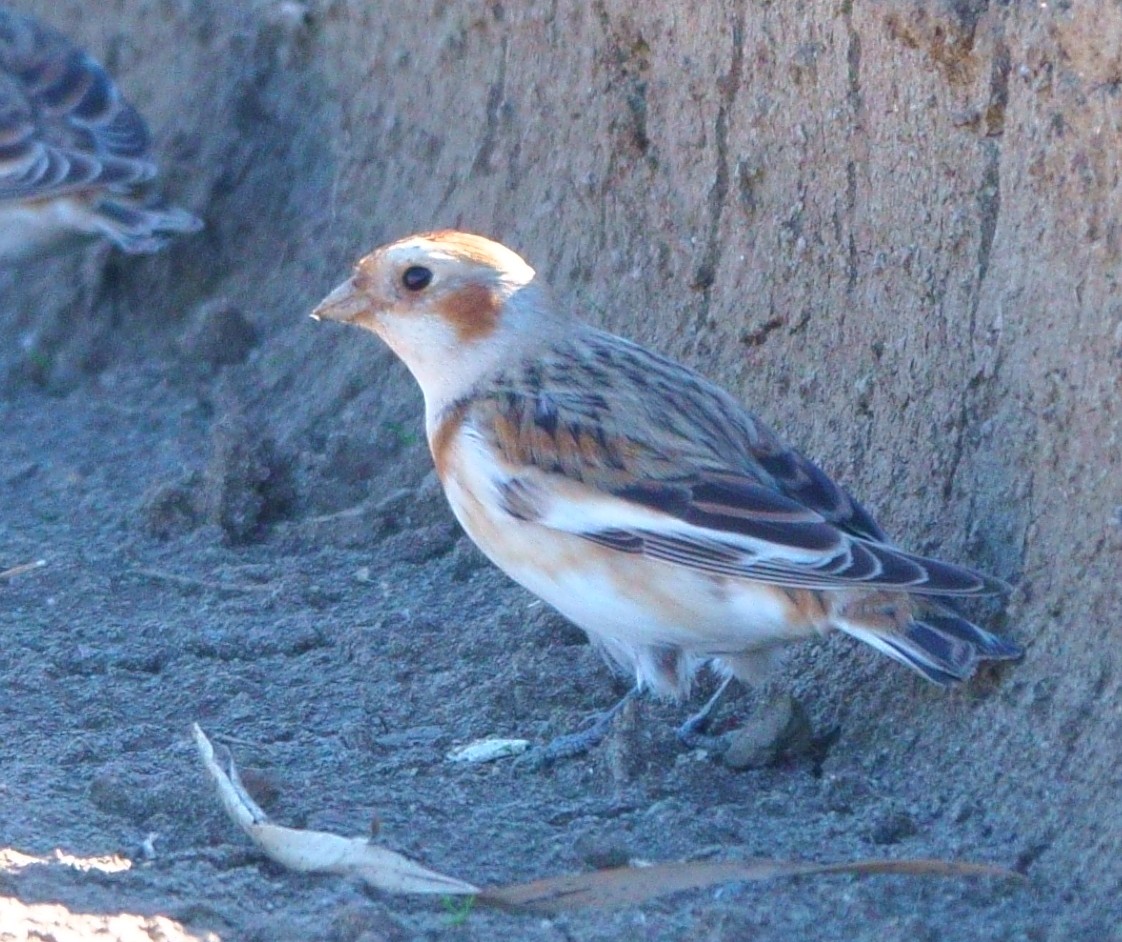 Snow Bunting - ML395279941