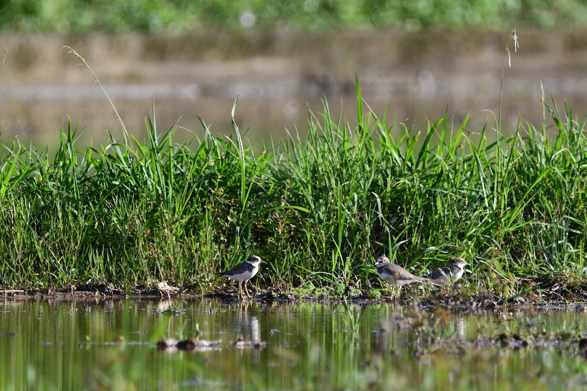 Long-billed Plover - ML395280171