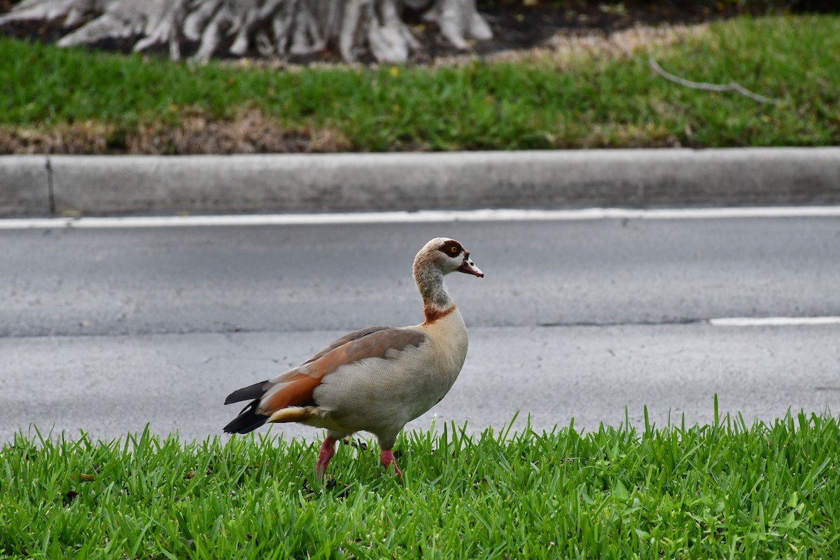 Egyptian Goose - ML395282291