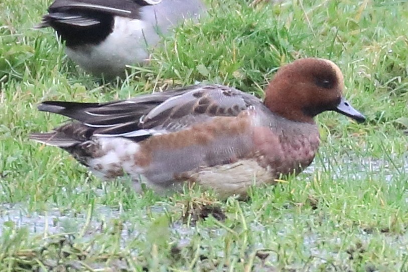 Eurasian Wigeon - ML395282361