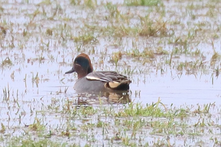 Green-winged Teal (Eurasian) - ML395282381