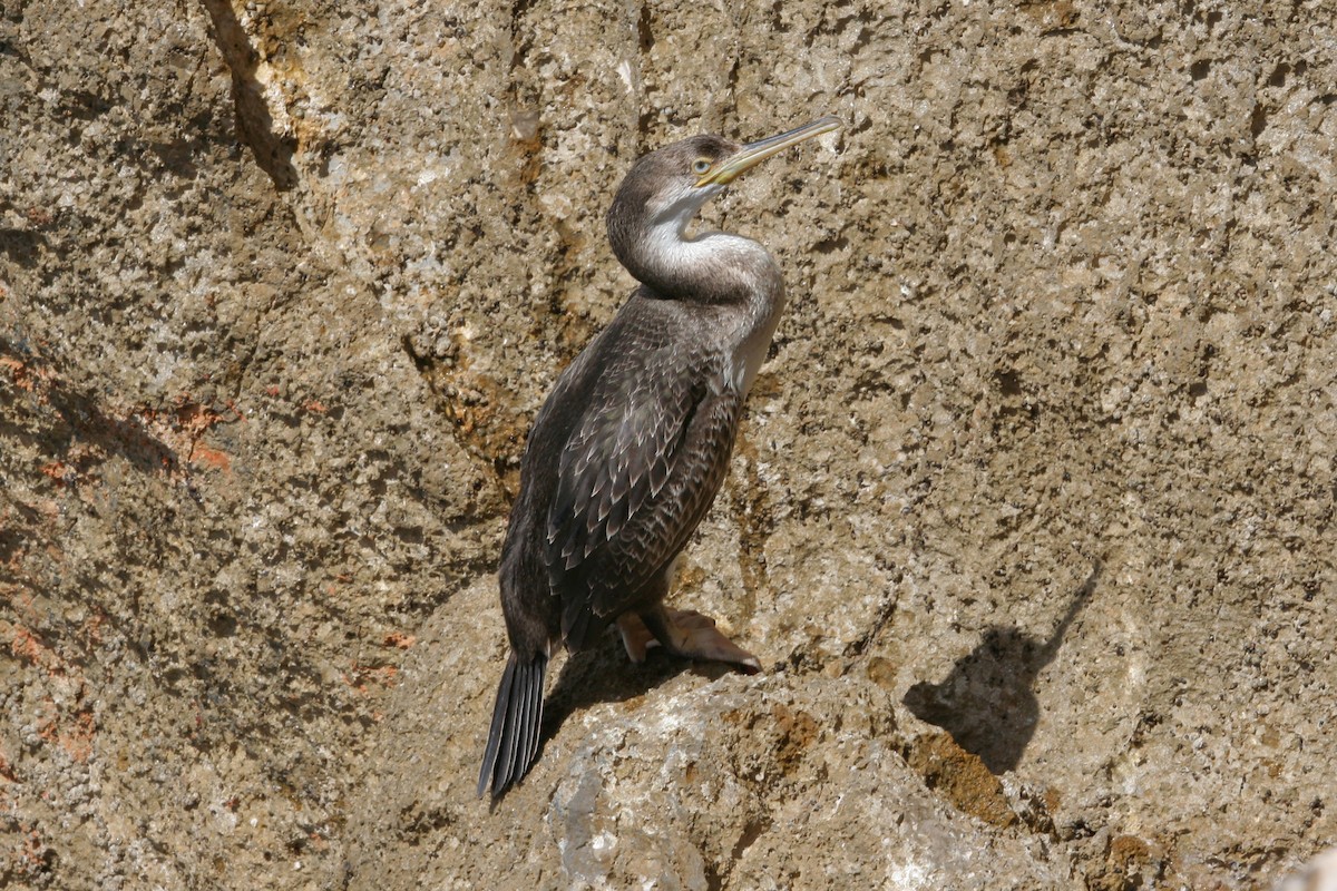 Cormoran huppé - ML395282881