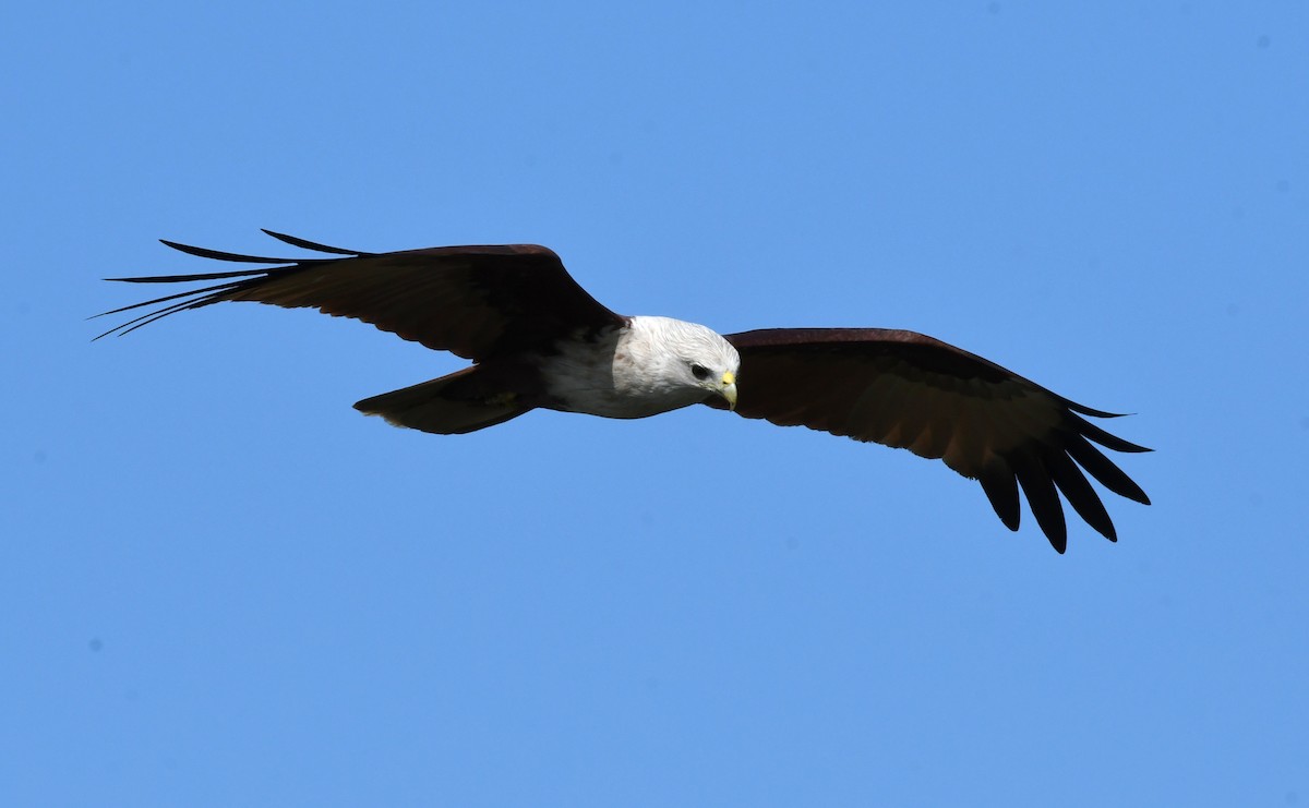 Brahminy Kite - mathew thekkethala