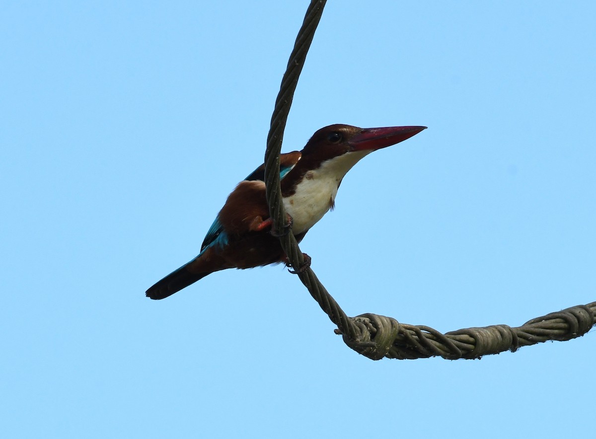 White-throated Kingfisher - mathew thekkethala