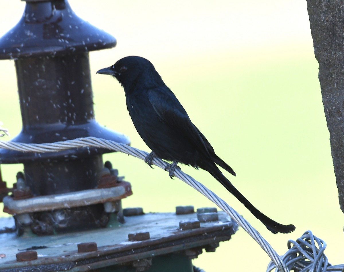 Black Drongo - mathew thekkethala