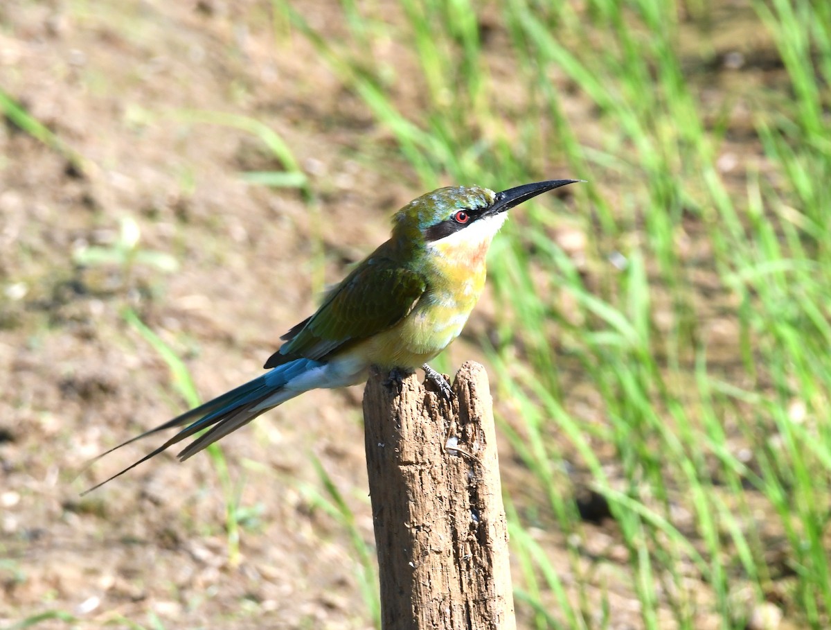 Blue-tailed Bee-eater - mathew thekkethala