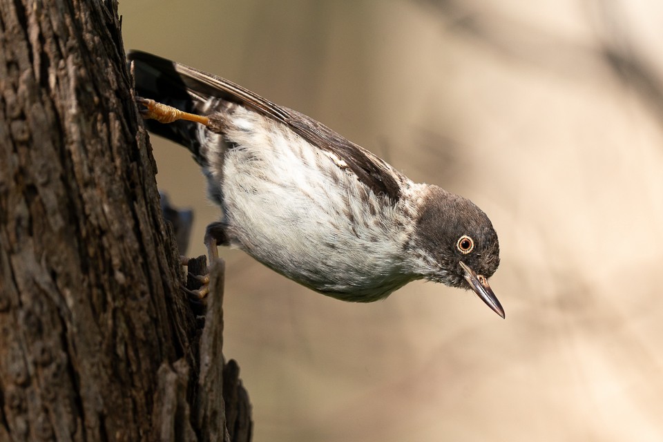 Varied Sittella - ML395284771