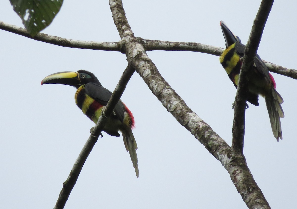 Many-banded Aracari - ML395286301