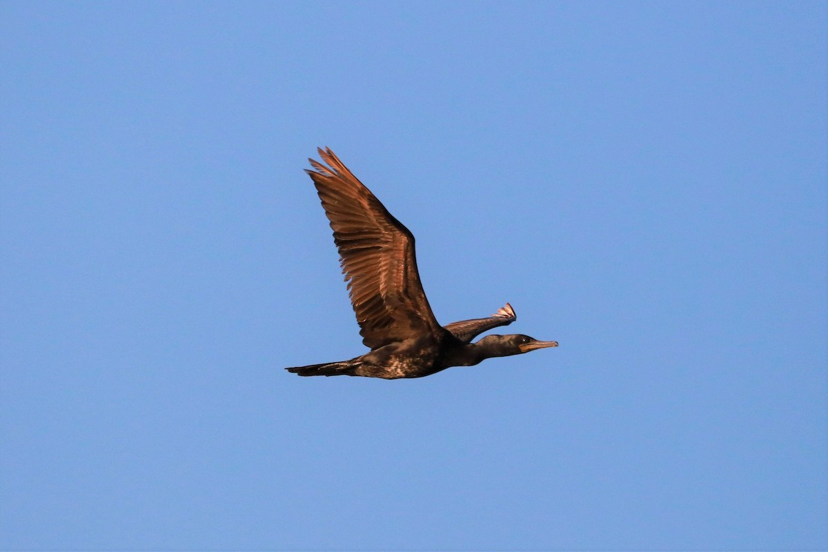 Indian Cormorant - ML395286971