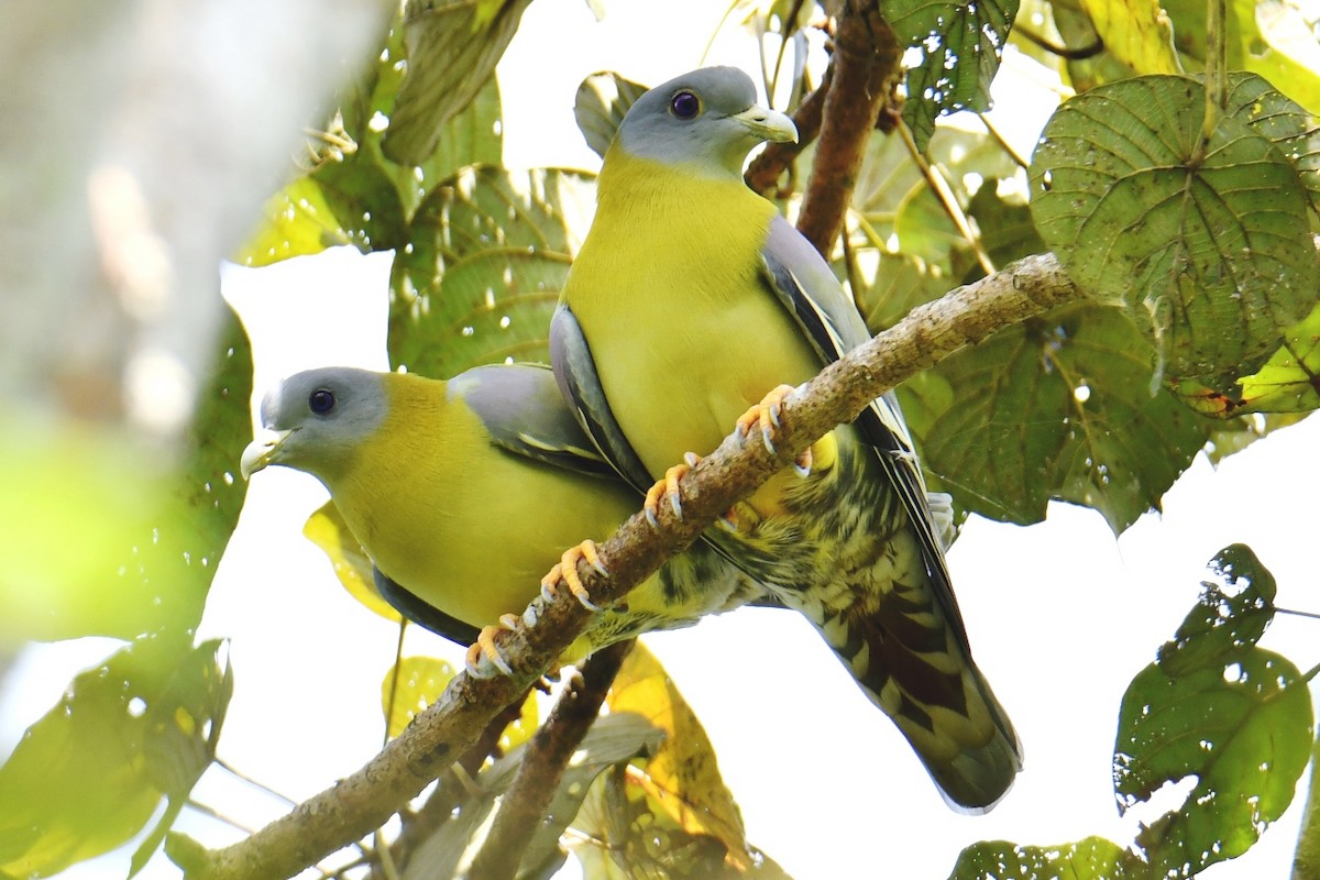 Yellow-footed Green-Pigeon - ML395287061