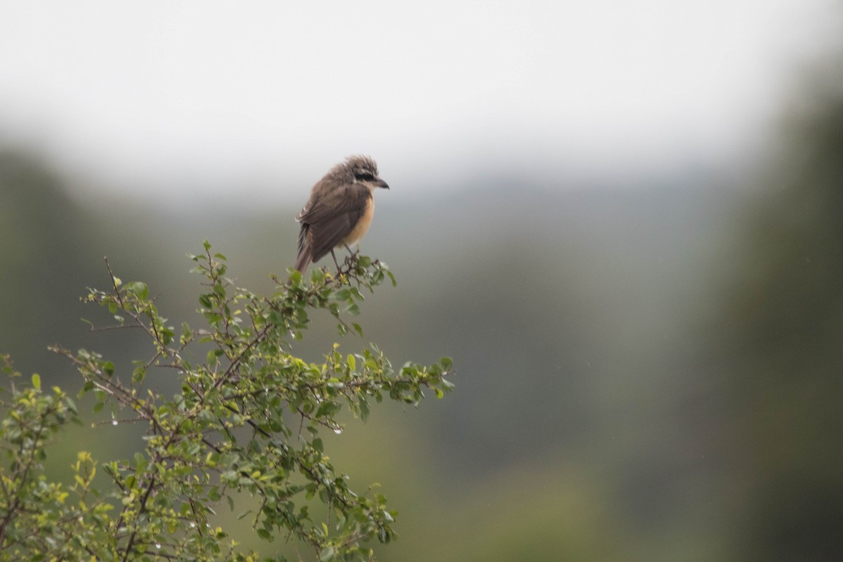 Brown Shrike - ML395287271