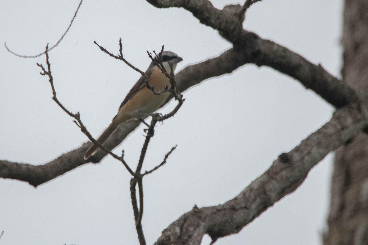 Brown Shrike - ML395287281