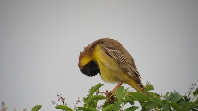 Black-headed Bunting - ML395287521