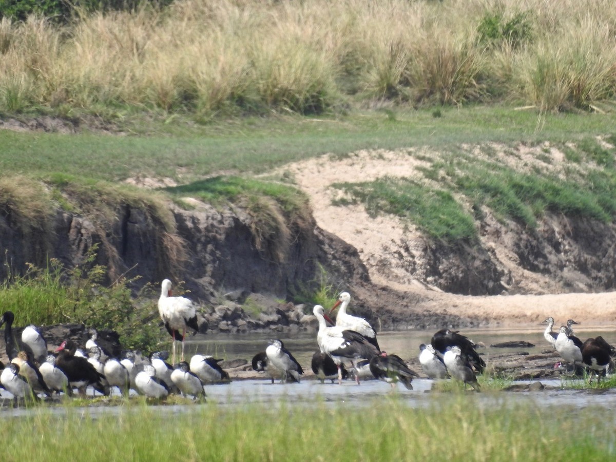 Cigogne blanche - ML395287541