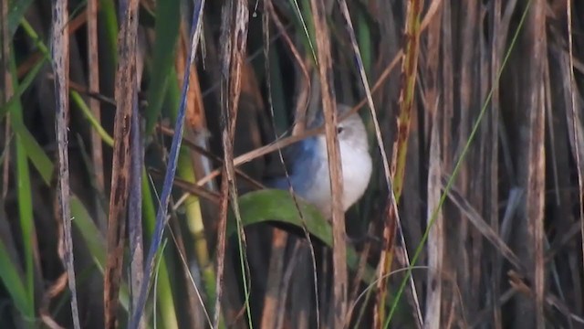 Swamp Grass Babbler - ML395288101