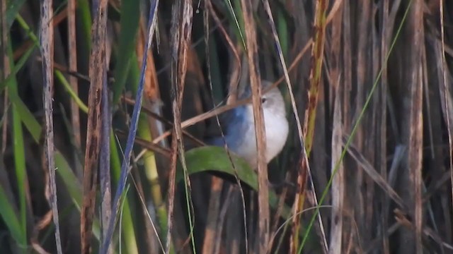 Swamp Grass Babbler - ML395288101