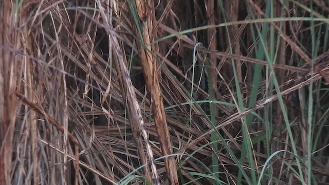 Swamp Grass Babbler - ML395288541