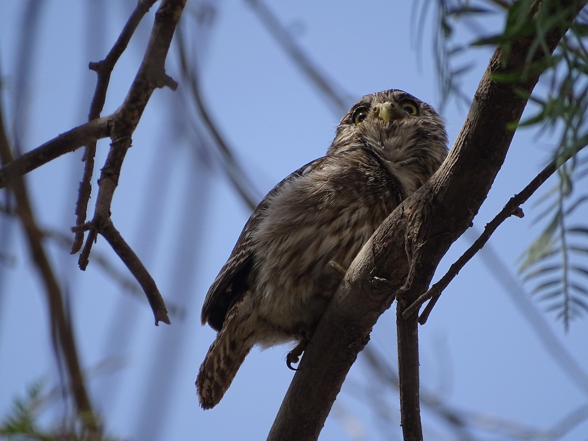 Peruvian Pygmy-Owl - Franco  Villalobos