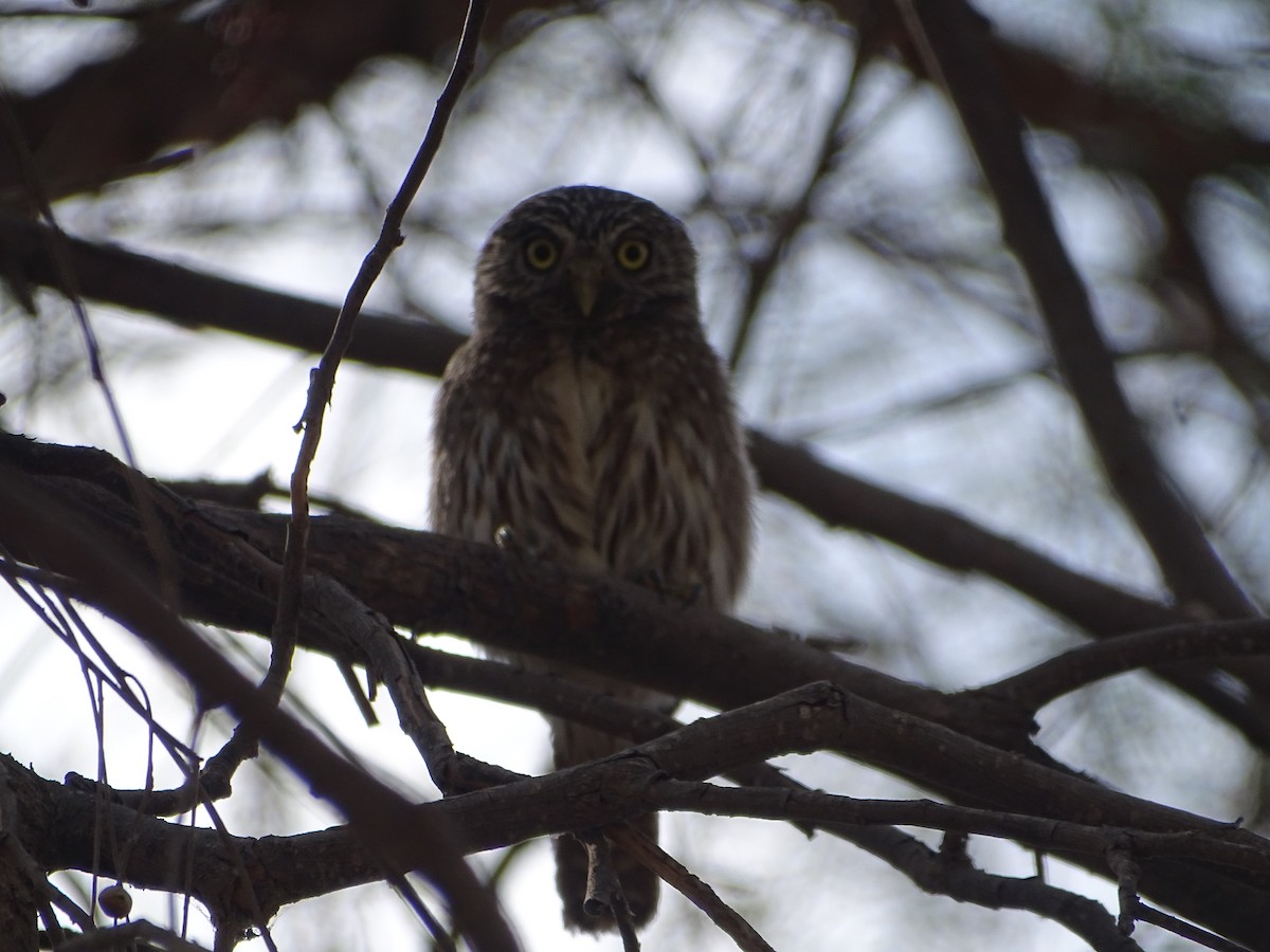 Peruvian Pygmy-Owl - Franco  Villalobos