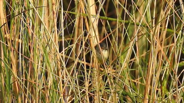 Yellow-bellied Prinia - ML395289081