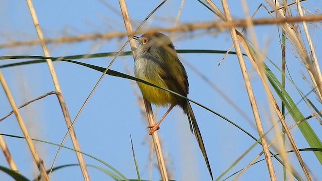 Yellow-bellied Prinia - ML395289391